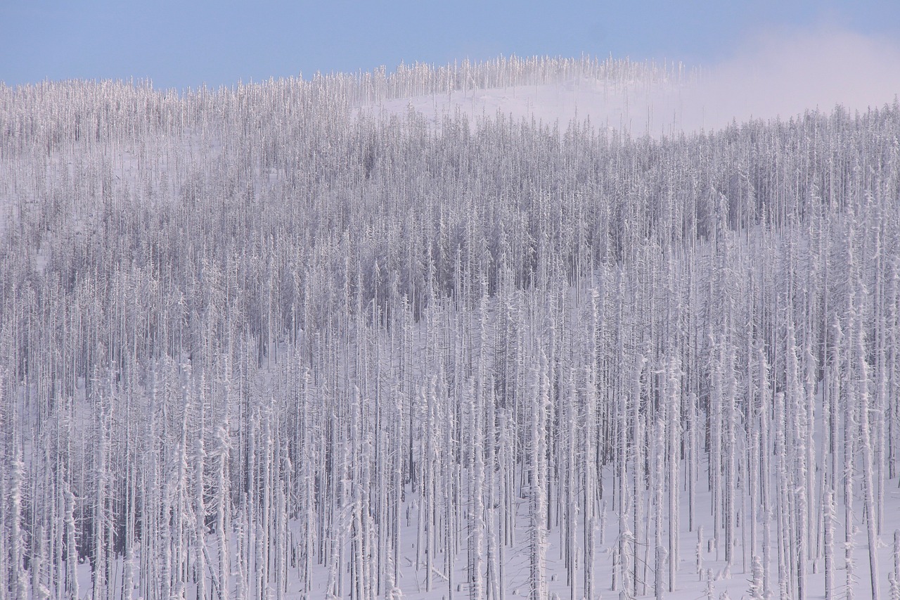 Preparing for Disasters - Mental Health Considerations